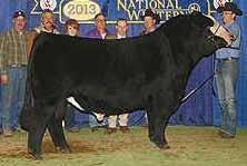Jewel is making her mark in the breed and we are pleased to offer you the opportunity to invest in her predictable and profitable genetics. The mating to NLC Upgrade is tried and true.