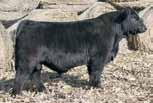 Uprising is a freaky-fronted baldy that sold for $146,000 last year in Denver and his semen sales have far exceeded that value in less than a year, averaging $240/unit for conventional semen at the