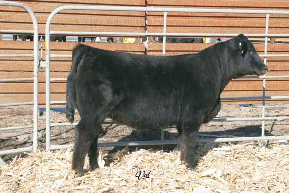 108 Elite Embryo Opportunities Selling 3 #1 Embryos: B C Lookout 7024 x CNS Perfection S603 