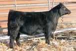 69 129 69 B C Lookout 7024 CNS Perfection S603 O C C Legend 616L Gibbet Hill Mignonne E37 CNS Dream On L186 SS Miss Break S603 X BC Lookout has been a stellar mating of sale toppers for us.