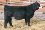 -.07.93 126 62 WAGR Dream Catcher 03R Gonsior Mystify M14 CNS Dream On L186 3C Melody M668 BZ PVF-BF BF26 Black Joker GS Miss Jordan J17 The first time out, this mating produced a $7,000 high