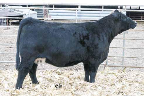 110 110A Elite Embryo Opportunities Selling 3 #1 Embryos: BC Eagle Eye 110-7 x Gonsior/WRS First Kiss Est. Plan Mating EPDs: 10 1.45 62 100 7 23 54 * * 31.85 -.22.37 -.04.