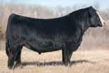 65 116 64 Pedigree for Gonsior/WRS First Kiss: SVF/NJC Built Right N48 CNS Dream On L186 NJC Ebony Antoinette Dillons Time For Kisses HTP SVF IN Dew Time LF Kandy Kisses First Kiss W903 is a super