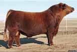 Her Walks Alone bull calf at side is proof of the power that she can produce, along with the fact that her first daughter, by Grandmaster, sold for a $16,000 valuation.