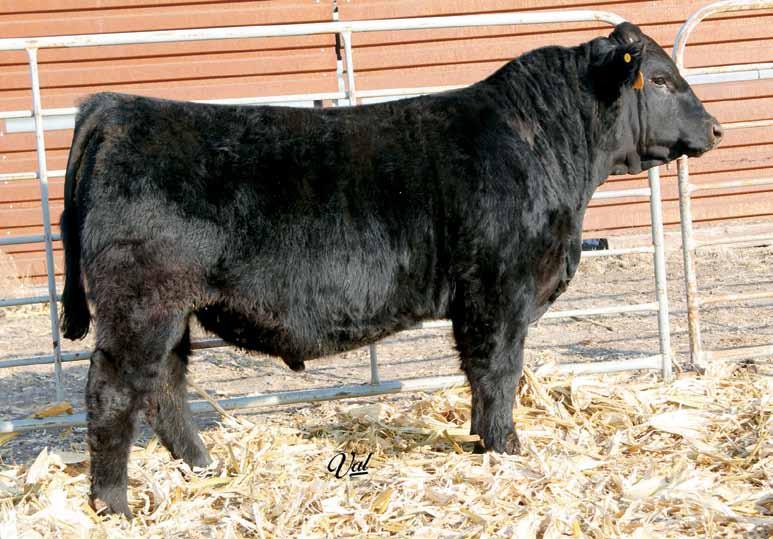Powerful Herd Bull Prospects KA TCF Independence, dam Gonsior/WRS Uptown Y297, brother S A V Madame Pride 2411, dam 1 WRS/GS Indys Style2 Z218 Homo. Black Dbl. Polled 1/2 SM 1/2 AN Bull 11 1.