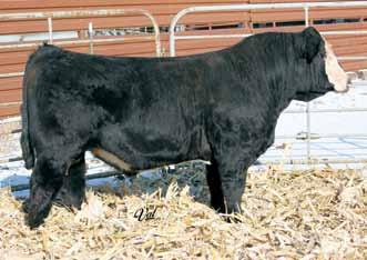 3 4 Powerful Herd Bull Prospects Gonsior Final Solution Z398 Dbl. Black Dbl. Polled 1/2 SM 1/2 AN Bull 15 -.4 71 112 13 21 57 * 8.9 35.7 -.38.33.005.