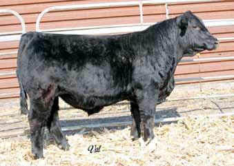 WW: 675 When this partnership bull stepped off the trailer from Texas, he elicited a whoa response. He s got an eerily similar look to his sire, the Genex stud bull Ammo.