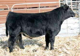 Powerful Herd Bull Prospects 14 15 Gonsior Way Cool Answer A96 Dbl. Black Dbl. Polled Baldy 1/2 SM 1/2 AN Bull 15 -.8 82 122 11 22 63 * 11.6 40.7 -.43.43 -.018.