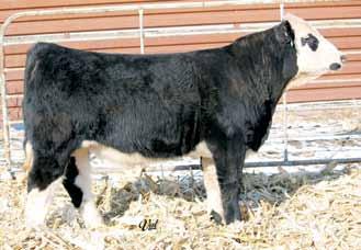 WW: 644 Way Cool Answer is a fancy made brockle faced bull. To match his style, he has a top notch EPD profile, including top 15% CE, top 20% BW, top 2% WW, top 5% YW, and a top 10% API of 153.