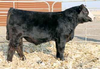 JF Milestone, sire 19 Gonsior Built 4 Answers A93 Dbl. Black Dbl. Polled 1/2 SM 1/2 AN Bull 17-1.2 70 104 12 20 55 * 9.8 29.7 -.39.38 -.010.