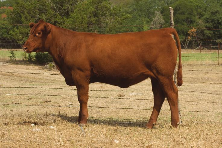 W1 had an adjusted weaning weight of 622 lbs in one of the driest years on record. Her dam is a beautiful Gold Robber daughter with a MPPA of 100.