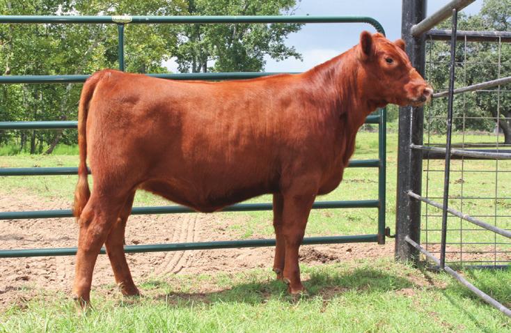 Show ring to pasture this female will excel in it all.