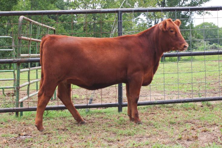 She is the kind of heifer that is bred to produce the kind of calves that will keep you in the business.