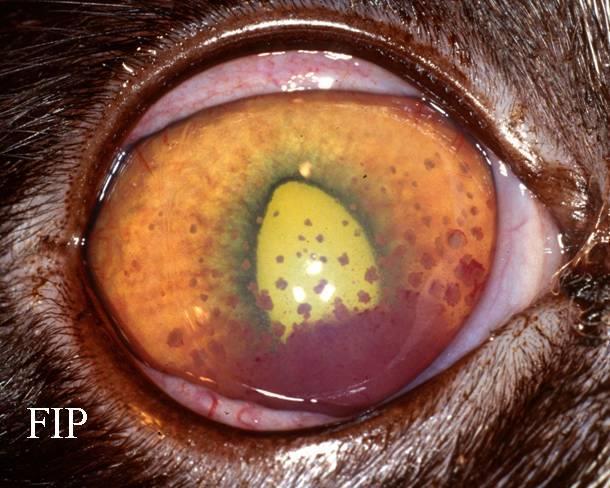 About 60% of cats with dry FIP present CNS ocular signs. The most common findings in the eyes of affected cats are those of uveitis and corioretinitis.