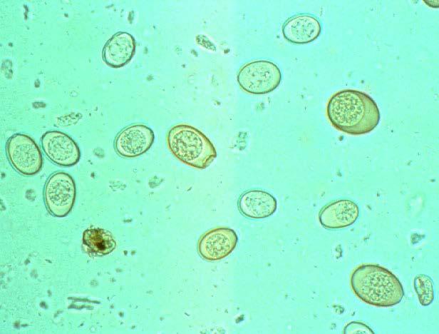 Coccidia Eimera sp. (species-specific) Single-cell protozoa that damage lining of small intestines.