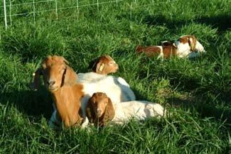 Internal Parasites #1 health problem of small ruminants Sheep and goats are the most susceptible livestock to internal
