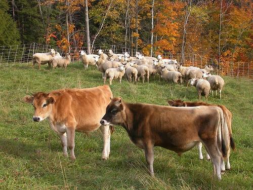 Graze multiple species Sheep and goats share the same internal parasites, but they are different from the