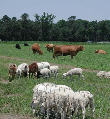 Use of clean or safe pastures A pasture that has been renovated with tillage. A pasture that has not been grazed by sheep or goats for the past 6 to 12 months.