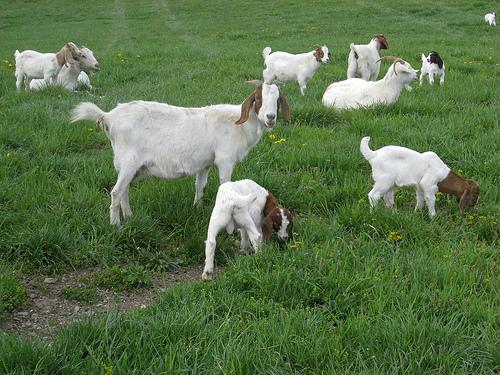 Pasture Rest and Rotation Pasture rotation is a recommended strategy for controlling internal parasites because it allows the use