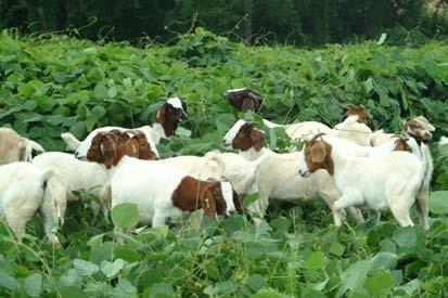 Alternative Forages Livestock that browse have fewer parasite problems