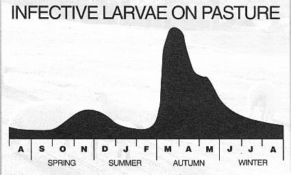When Are Larva On Pasture A Problem? Why & How Do Seasonal Increases Occur?