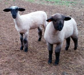 Levamisole Approved for use only in sheep More potent drug Less worm resistance