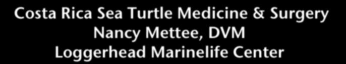 Capture and Restraint Costa Rica Sea Turtle Medicine &