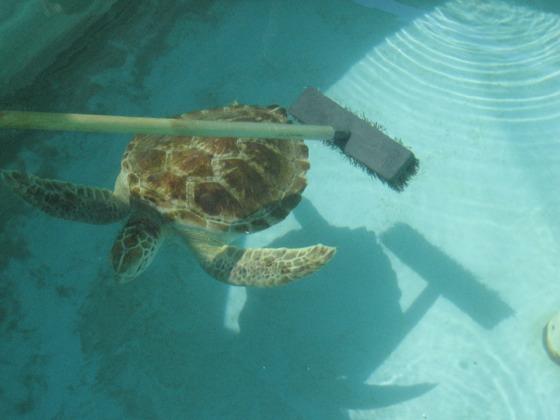 Capture with care Smaller turtles may require coaxing to within arm s reach with a net or other device that has no sharp edges and can be easily sanitized.