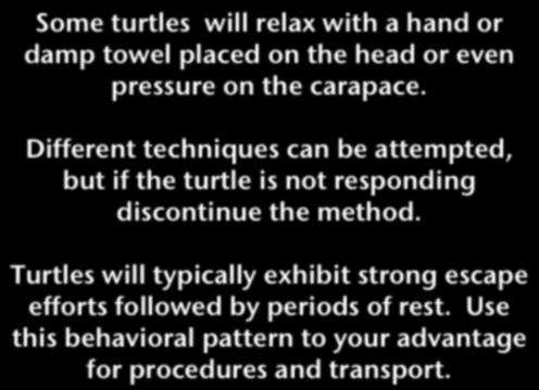 Different techniques can be attempted, but if the turtle is