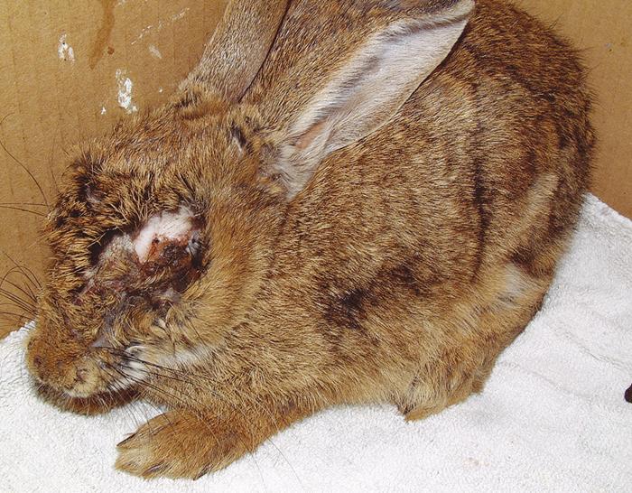 Of myxomatosis, the author asks: How did such