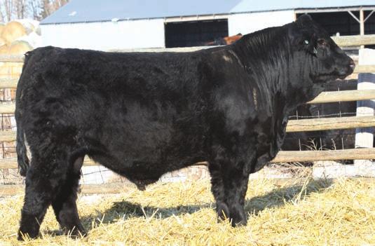 1 A homozygous black and heterozygous polled 680S son out of our 207 donor cow that is sired by Preferred Stock. He is very clean fronted, with exceptional depth of rib and square hip. His 4.