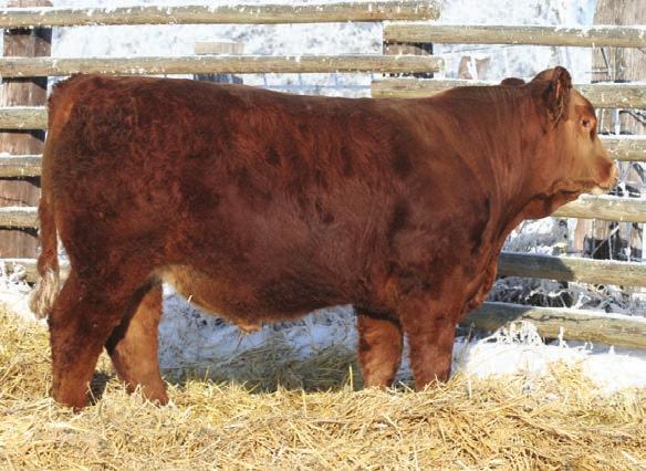 4-0.35 0.04-0.09 0.65 18.7 88 52 This red, blaze face, homozygous polled bull is sired by a Red Teddy son and whose mom is a Bodybuilder going back to Americana, some quality red genetics.