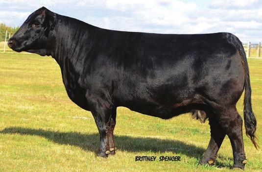 9 92 61 Solid black 680S embryo daughters out of our flush cow R17K that I also own with Tyler Lyne, all partnership heifers will sell, they were raised in an recipient herd in Minnesota that was