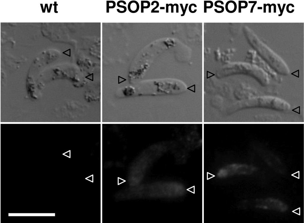 Proteins important for malaria development in the mosquito 215 Fig. 1. Localization of myc-tagged PSOP2 and PSOP7.