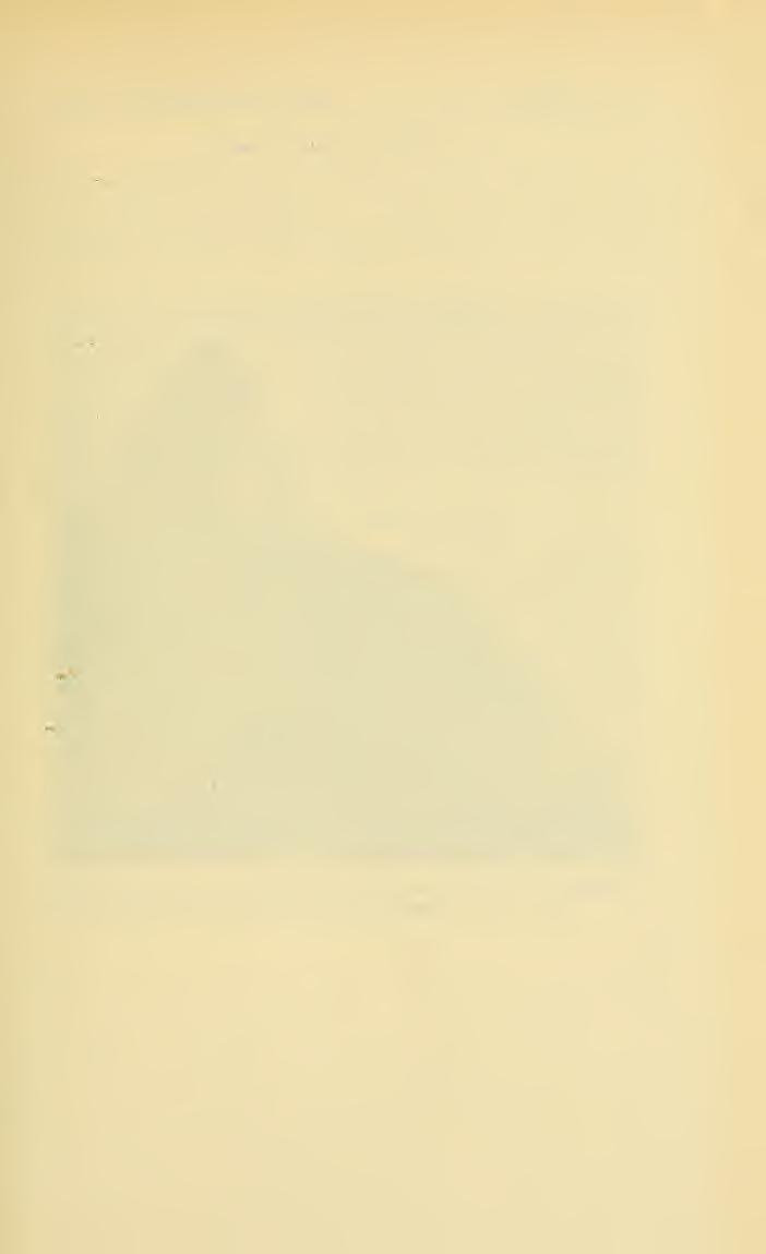 NO. 8 TURTLES OF THE PANAMA CANAL ZONE SCHMIDT Q GEOEMYDA MELANOSTERNA Gray Geoclemys melanosterna Gray, Proc. Zool. Soc. London, 1861, p. 205.