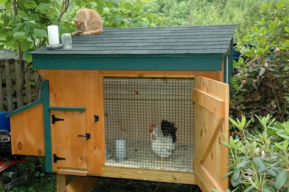 Draft Regulations Coop Regulations Coops must be constructed and maintained: a) to provide protection from weather and be adequately ventilated; b) to exclude rodents and predators c) with floor that