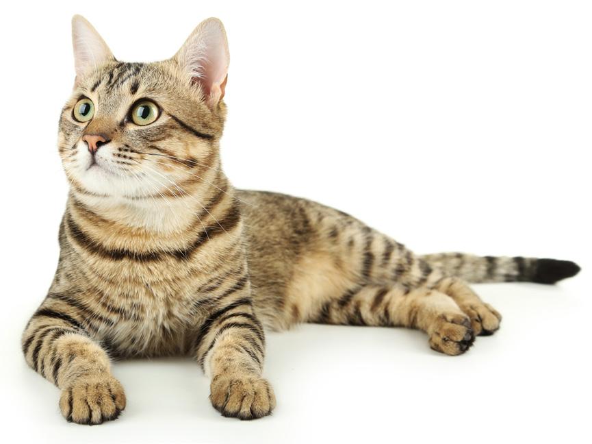 KEEP YOUR CAT HEALTHY FOR LESS with our ADULT CAT ESSENTIAL CARE PLAN Monthly Payment: $31.
