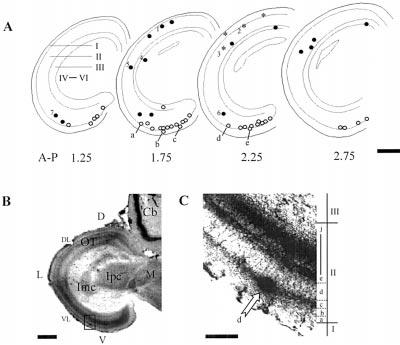 Fig. 1. Serial cross-sections (A) and microphotographs (B, C) of the pigeon tectum showing distribution of dyemarked recording sites of 53 tectal neurons.