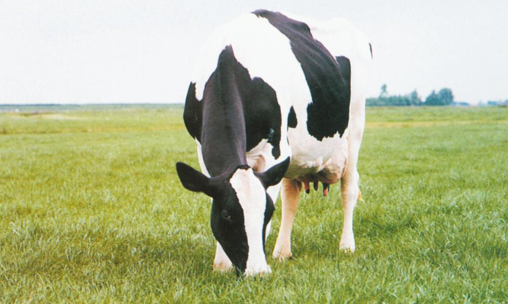 12 SUMMARY For profitable dairy farming it is important to strive for optimal reproductive performance, thereby aiming at a calving interval close to 365 days.