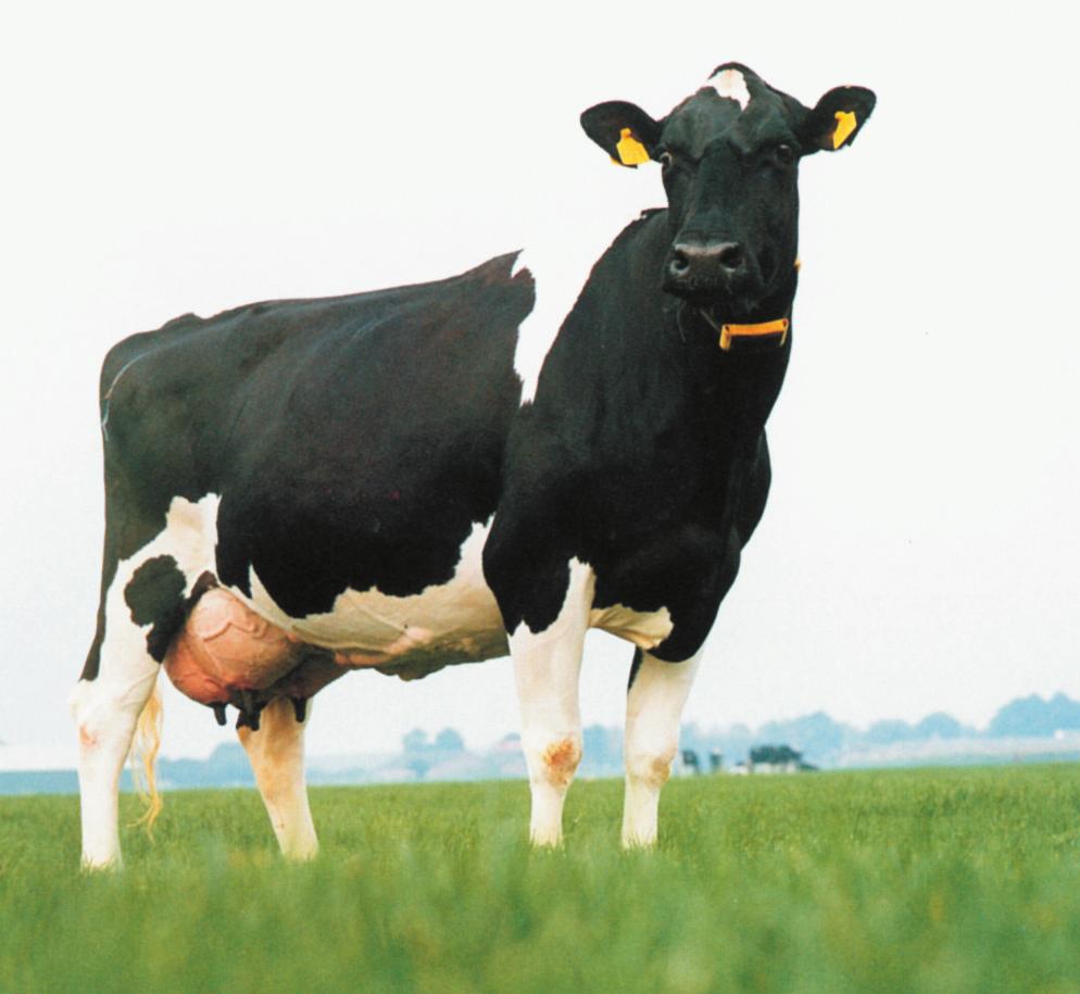 13 REFERENCES FOR FURTHER READING - Cattle Fertility Management, Lecture notes Dairy Training Centre Friesland - Fertility Management in Dairy Cattle, Esslemont, Bailie and Cooper - Dairy Herd