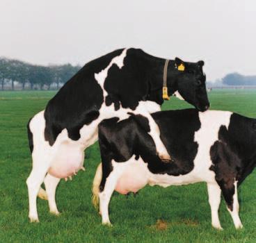 5 - the sexual behaviour of cows in heat varies; - the duration of heat varies from cow to cow, especially in maiden heifers; - sexual activity tends to be greatest between 6 pm and 6 am and mainly