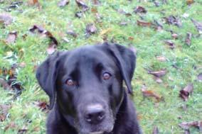 Newsletter 2 Page 2 So here s some news from our clients Busta Breed: Labrador; Age: 10; Owner: Sarah Trayhorn; Condition: bilateral elbow dysplasia and arthritis; Veterinary Practice: Chepstow Vets