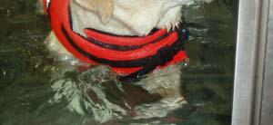 He enjoyed his walks in the water treadmill immensely as he was able to walk at a good pace for up to 15 minutes.