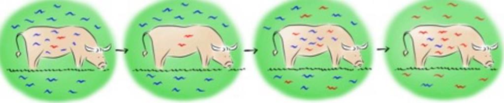 Diagnosing parasite resistance Difficult in early stages Easier later but too late Need at least 25% of parasite population in a herd resistant before laboratory
