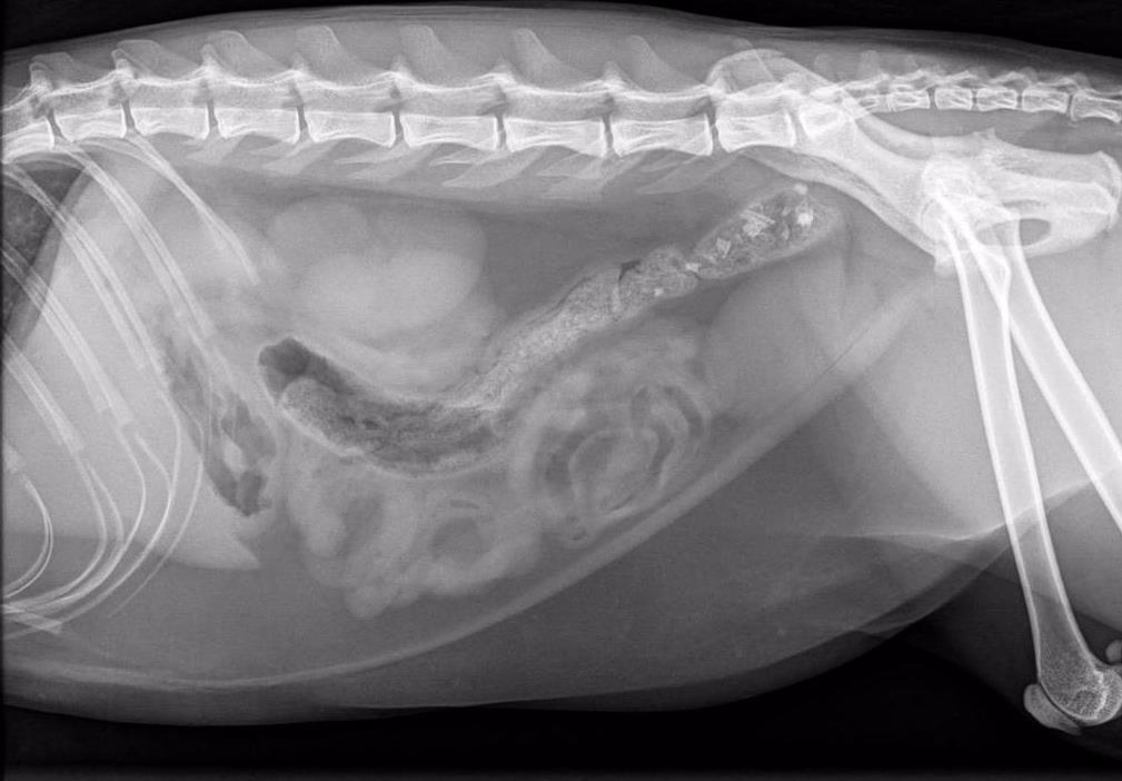 Signalment: Greeley, 3 yo MC DSH Presenting Complaint: ADR History: What s Your Diagnosis? By Sohaila Jafarian, Class of 2018 Patient is an indoor/outdoor cat.