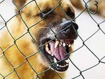 Dominance Aggression Attack Risk High Could be displaying aggression or dominance to protect property Could be showing dominance, to protect human pack members Barking, growling, snarling Lips