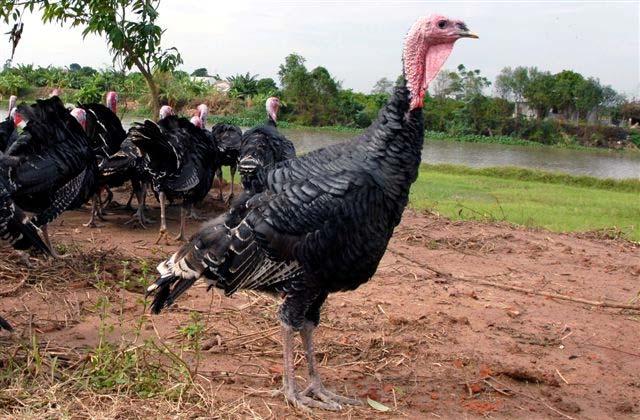 In Vietnamese conditions purebred Hungarian Bronze turkey gives the best results in this respect.
