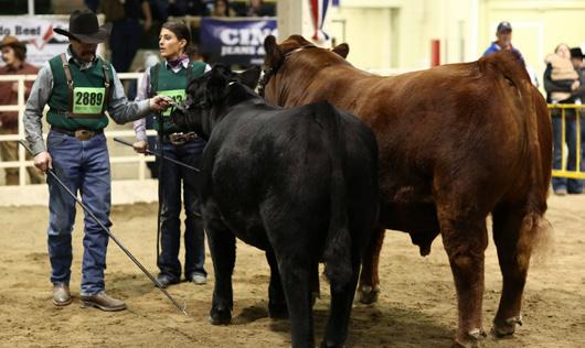 At the junior college level, Griffiths was particularly successful with her team, winning the junior college contest at the North American Livestock Exposition and placing second at the National
