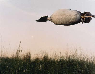 November, The Duck, 1990/2011.