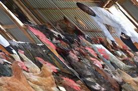 Poultry Farming Business Minimum Capital Requirement: N100,000 Summary: If you have followed the trend closely you will agree with me that agriculture is the money haven.